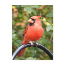 Cardinal Beauty Postcard