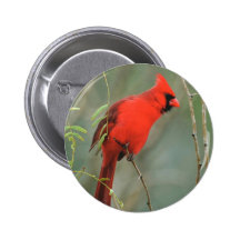 Cardinal Bird Photo Pinback Button