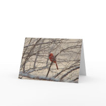 Cardinal/Blue Jay, Let Heaven and Nature Sing