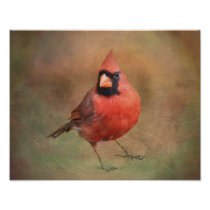Cardinal Boy Art Photo