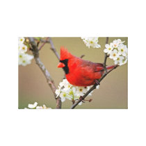 Cardinal canvas gallery wrap canvas