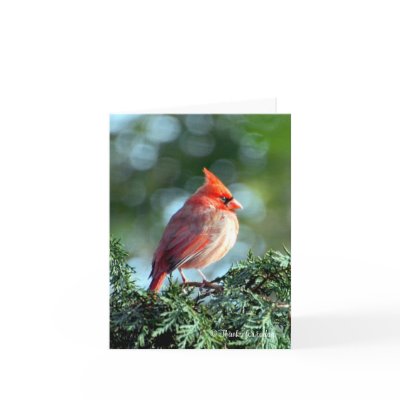 Cardinal card by thanksfortoday