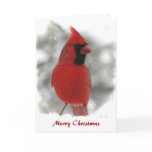 Cardinal Christmas