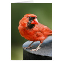 Cardinal Cutie