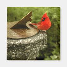 Cardinal dans l'aimant de Central Park