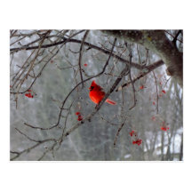 Cardinal d'hiver carte postale
