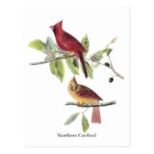 Cardinal du nord d'Audubon Cartes Postales