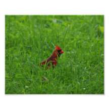 Cardinal épreuve photographique 10 x 8