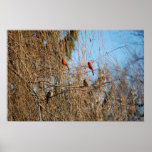 Cardinal Families - Poster