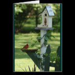 Cardinal Feeder Notecard cards