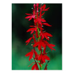 Cardinal flower flowers postcard