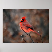 Cardinal in a Snowstorm Posters