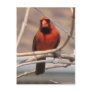 Cardinal in a Tree Postcards