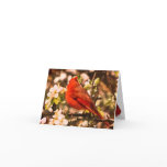 Cardinal in Apple Blossoms Thank You