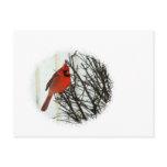 Cardinal in Bush Postcards