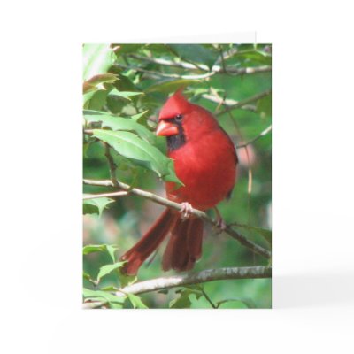 Cardinal in Holly Card by naturegirl7