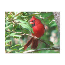 Cardinal in Holly Postcard
