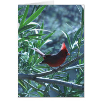 Cardinal in Oleander Card