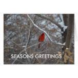 CARDINAL IN SNOW