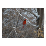 CARDINAL IN SNOW - Customized