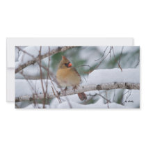 Cardinal in Snow Storm Picture Card