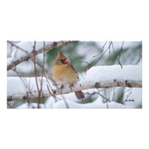 Cardinal in Snow Storm Picture Card