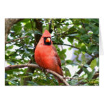 Cardinal in Tree