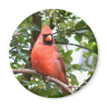 Cardinal in Tree Fridge Magnets