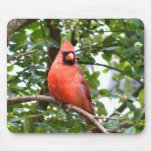 Cardinal in Tree Mousepad
