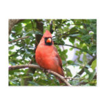 Cardinal in Tree Post Card