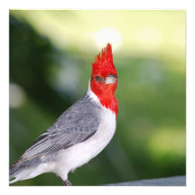 Cardinal  Invitations