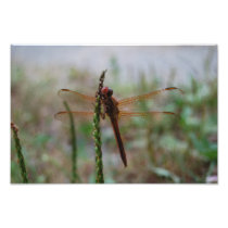 Cardinal Meadowhawk Dragonfly print Art Photo