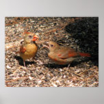 Cardinal Mom & Baby Poster