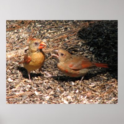 Cardinal Mom & Baby Poster by naturegirl7