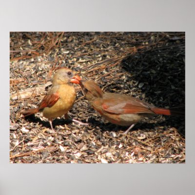 Cardinal Mom Feeds Baby Poster by naturegirl7