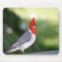 Cardinal  Mouse Pad