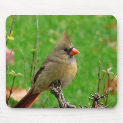 Cardinal Mousepad by sexycher