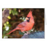 Cardinal on Bird Bath