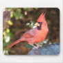 Cardinal on Bird Bath Mousepads