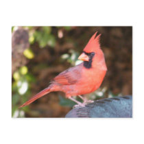 Cardinal on Bird Bath Post Card