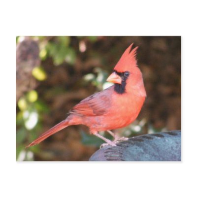 Cardinal on Bird Bath Post Card by TLArnold