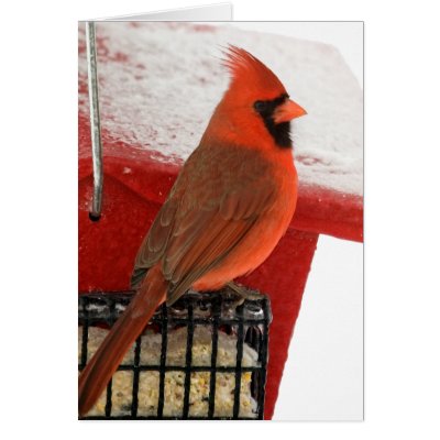 Cardinal on Feeder by mrsmas