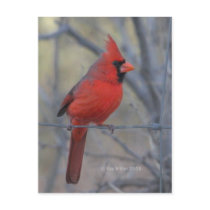 Cardinal on fence - 2009 post card