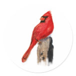 Cardinal on Post