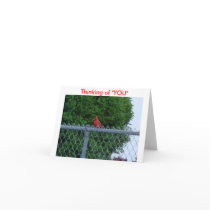 Cardinal On Wire Fence, Thinking of "YOU"
