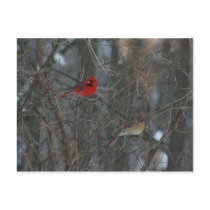 Cardinal Pair Postcards
