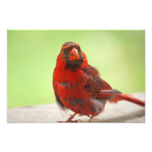 Cardinal Photo