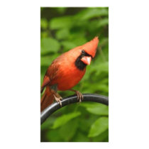 cardinal photo card