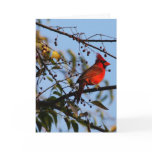 Cardinal Photo Christmas Card - Season's Greetings