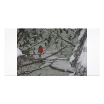 Cardinal Picture Card
